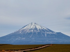 茶畑越しの富士山