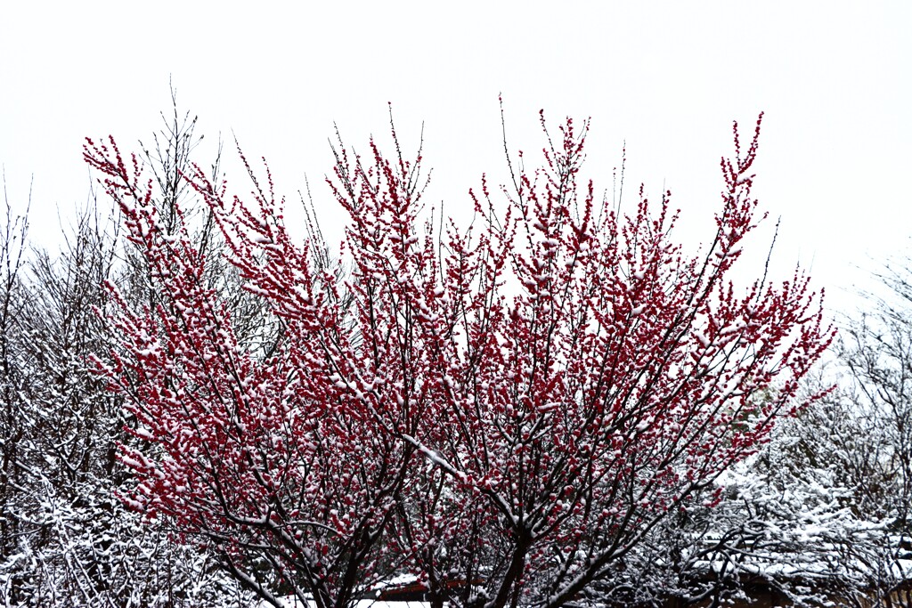 梅の花と雪の華
