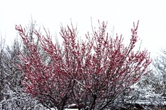 梅の花と雪の華