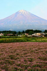 レンゲ畑と富士