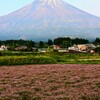 レンゲ畑と富士