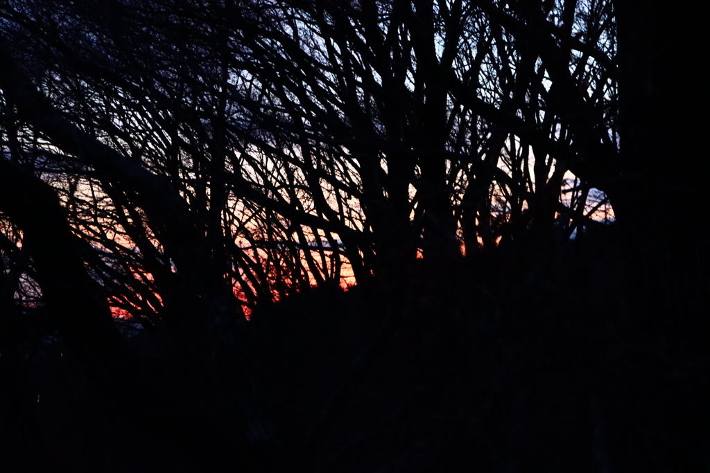 木立の先の夕暮れ
