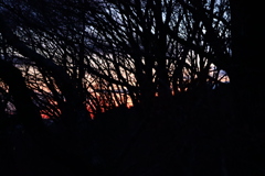木立の先の夕暮れ