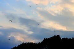 夕焼け小焼けの赤とんぼ