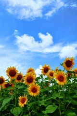 夏にまっしぐら