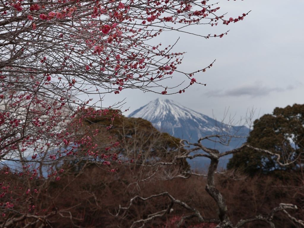 紅梅と富士山