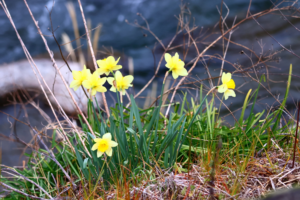 川辺のすいせん