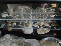 コレクションその２