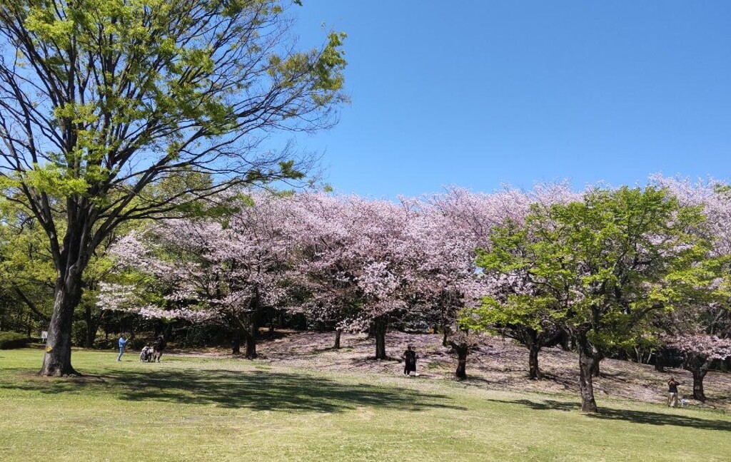奥さんが撮った桜です。