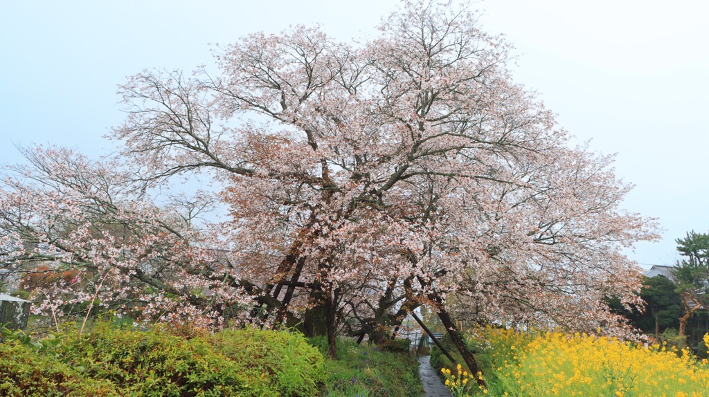 狩宿の下馬桜２