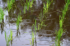 雨の模様