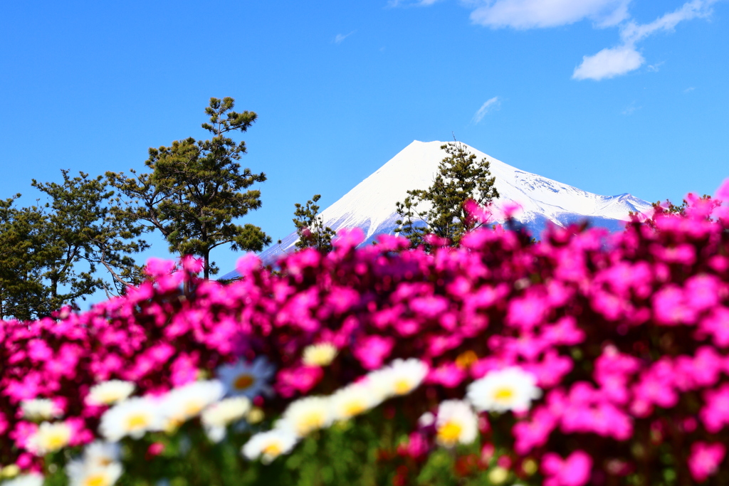 花壇越しの富士