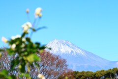 富士山とバラ