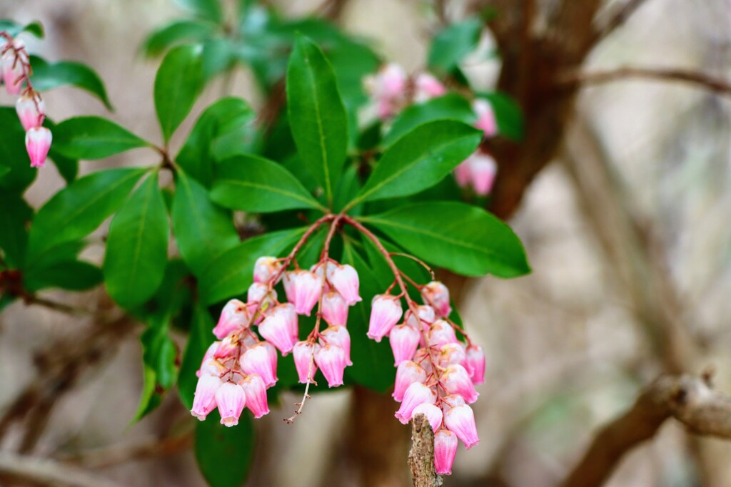 馬酔木の花
