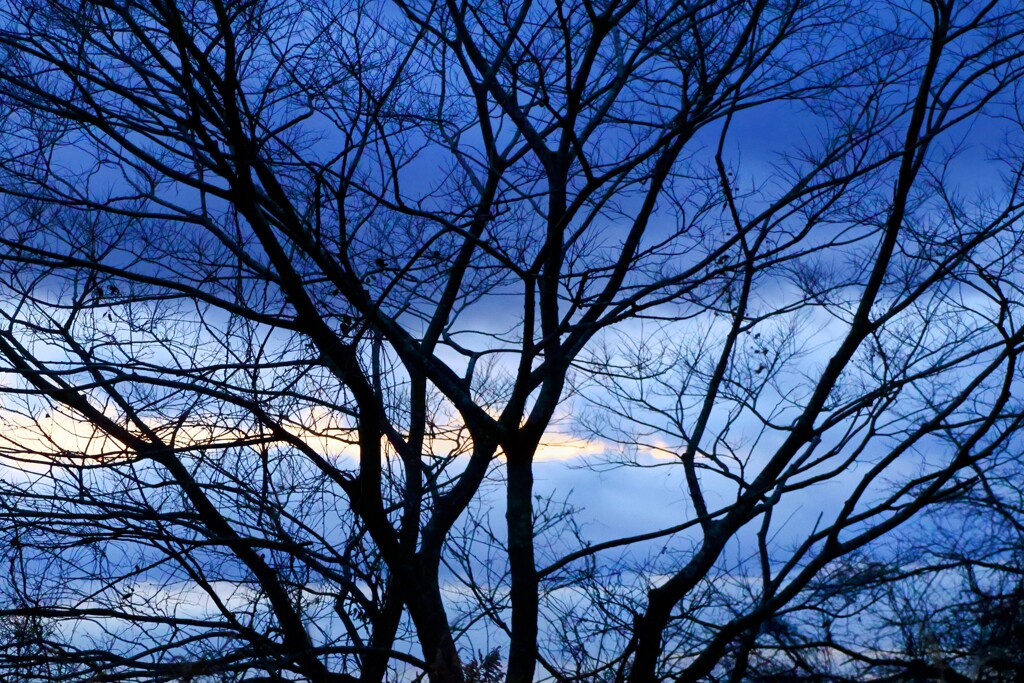 木々の先の夕焼け