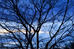 木々の先の夕焼け