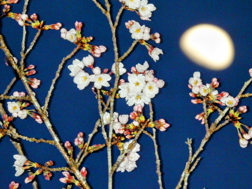 月花見