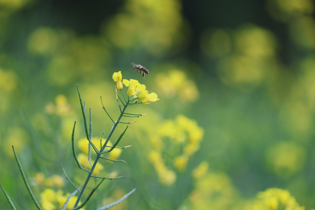 菜の花とニホンミツバチ