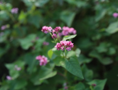 蕎麦の花