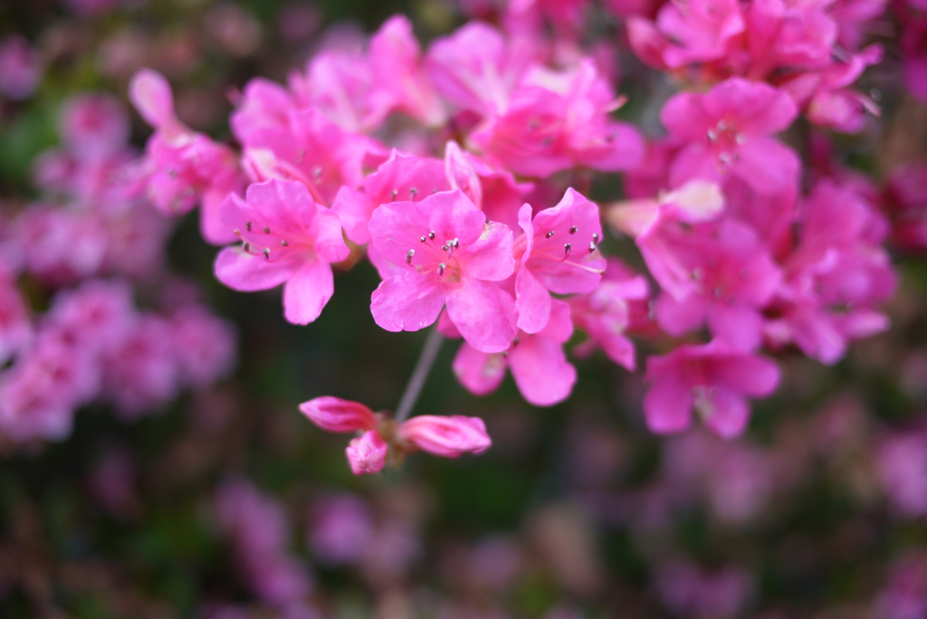 つつじの花