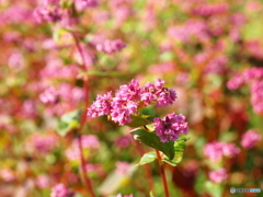 赤い蕎麦の花
