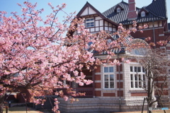 門司港レトロの桜