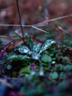 雨2