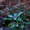 雨2