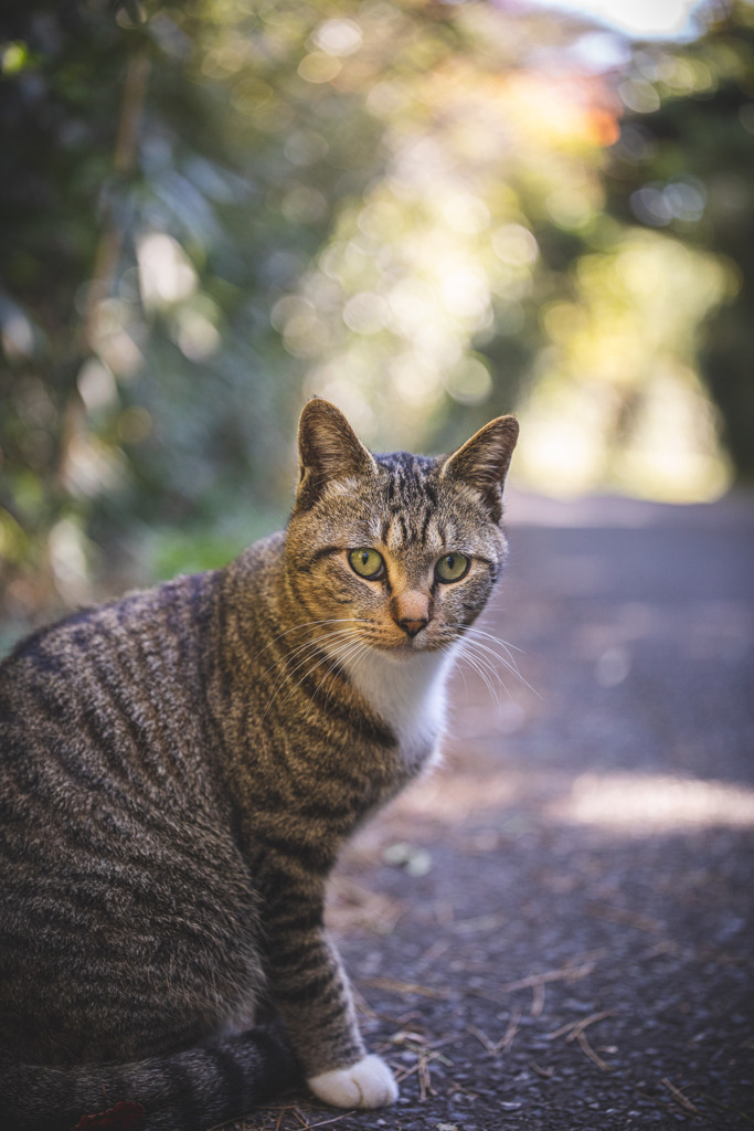 田代島の猫