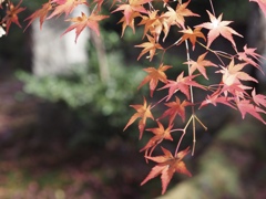 光に輝く紅葉
