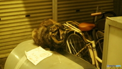 夜の商店街③