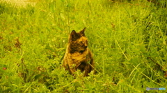 公園の猫①