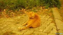 公園の猫②