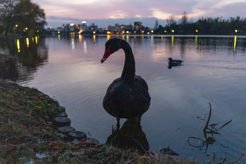 黒鳥の湖