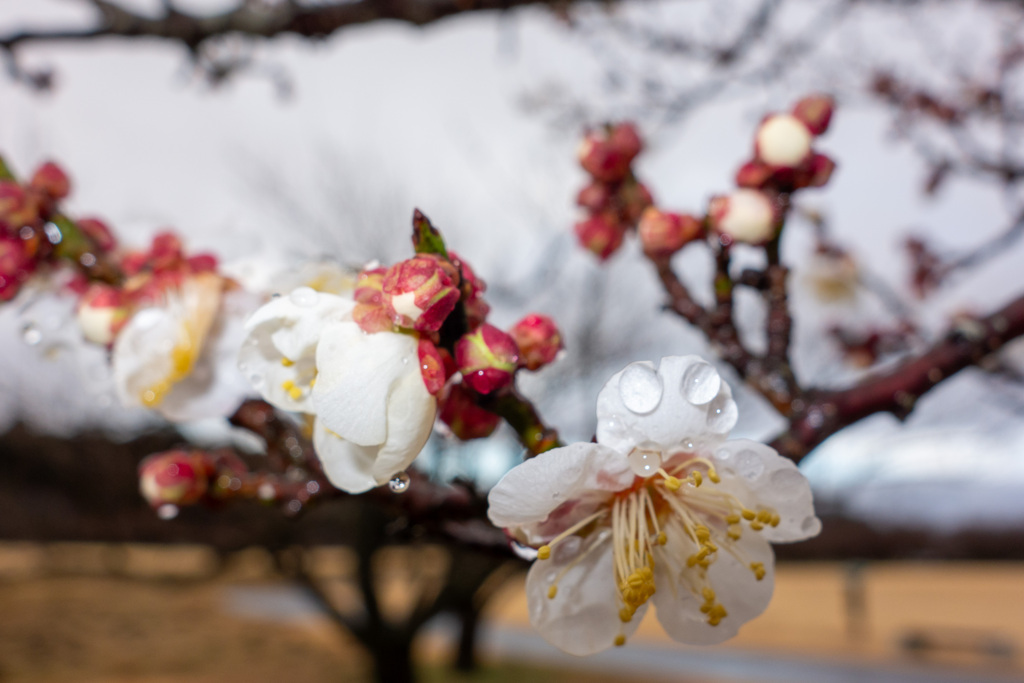 ウメの花