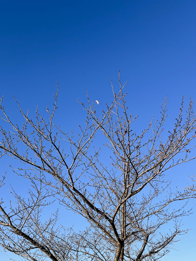 晩秋の最後の一葉