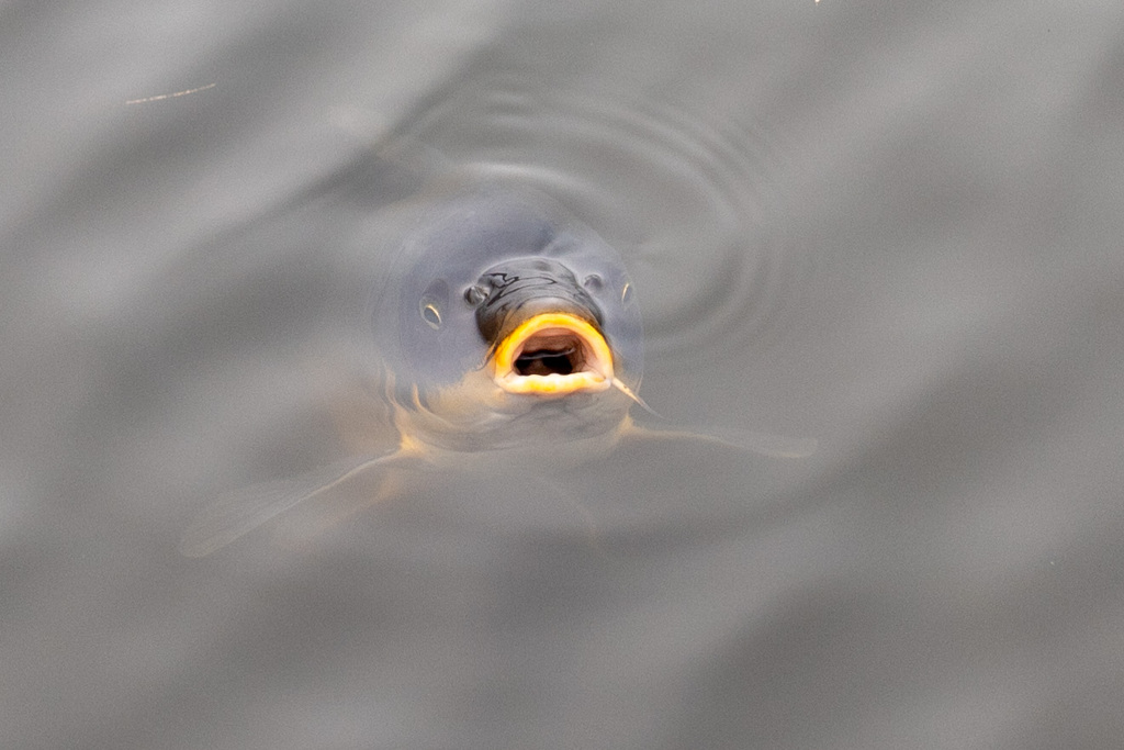 口を開けた魚