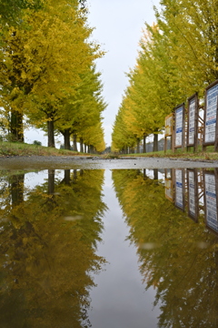 木|道|木|看板