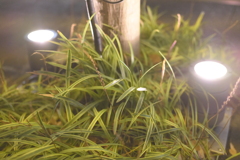 良い感じの草