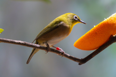 メジロのお食事