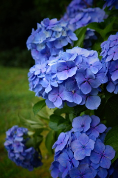 紫陽花