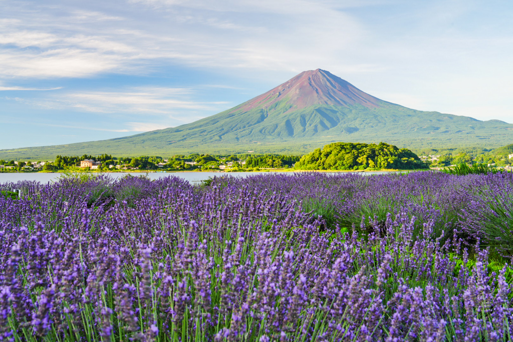富士山とラベンダー