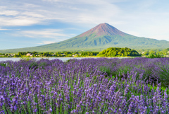 富士山とラベンダー