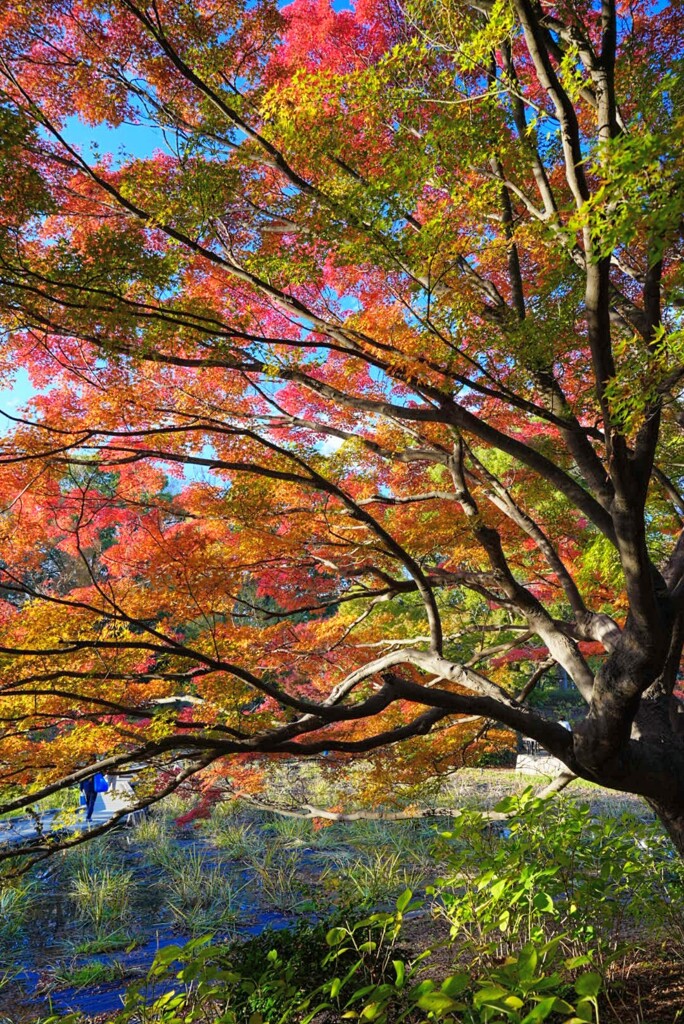 昭和記念公園