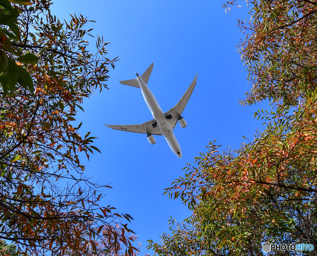 紅葉とJAL ボーイング787