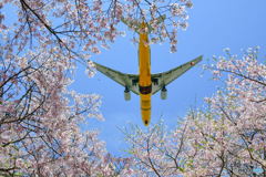 桜の木の上を通過するスターウォーズジェット
