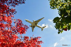 晩秋の青空と紅葉とボーイング777