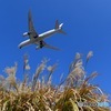 ススキの上を飛んで行くJAL ボーイング787