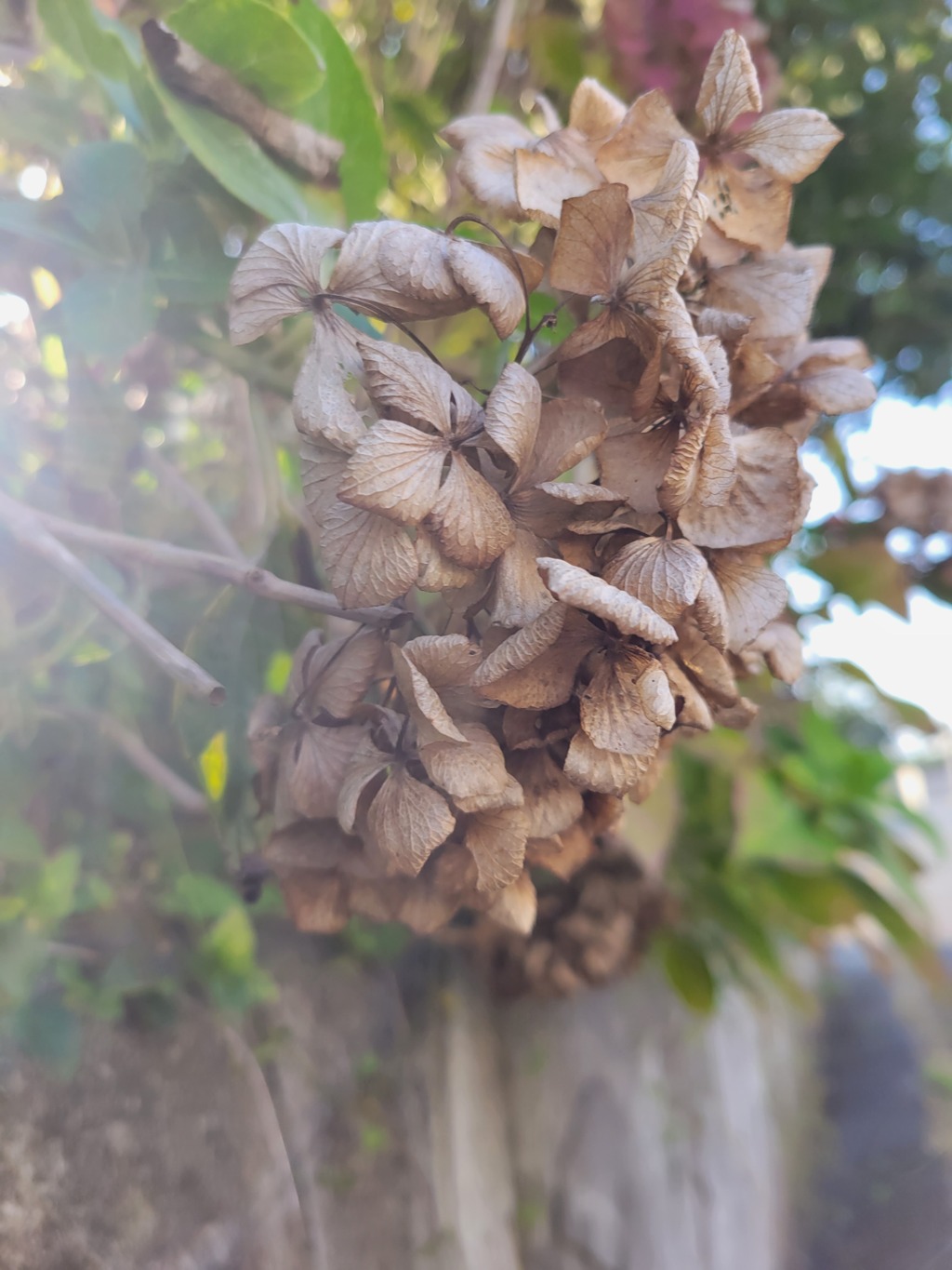 秋の紫陽花