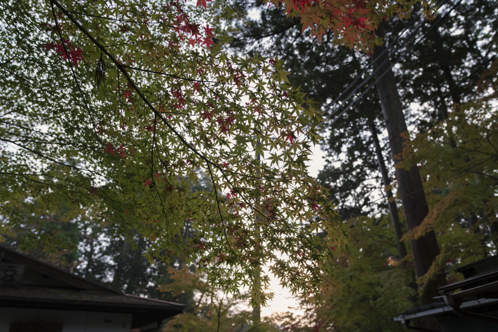 湖東三山（再訪）：夕暮れの紅葉